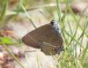 Satyrium spini